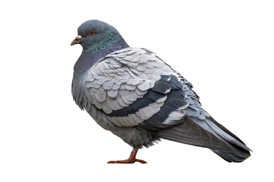 pigeon