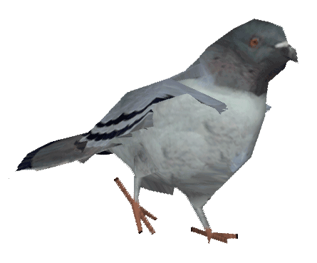 pigeon